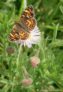 Image of Pearl Crescent