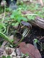 صورة Arisarum vulgare subsp. clusii (Schott) K. Richt.