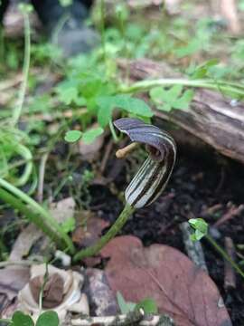 Image of Arisarum vulgare subsp. clusii (Schott) K. Richt.