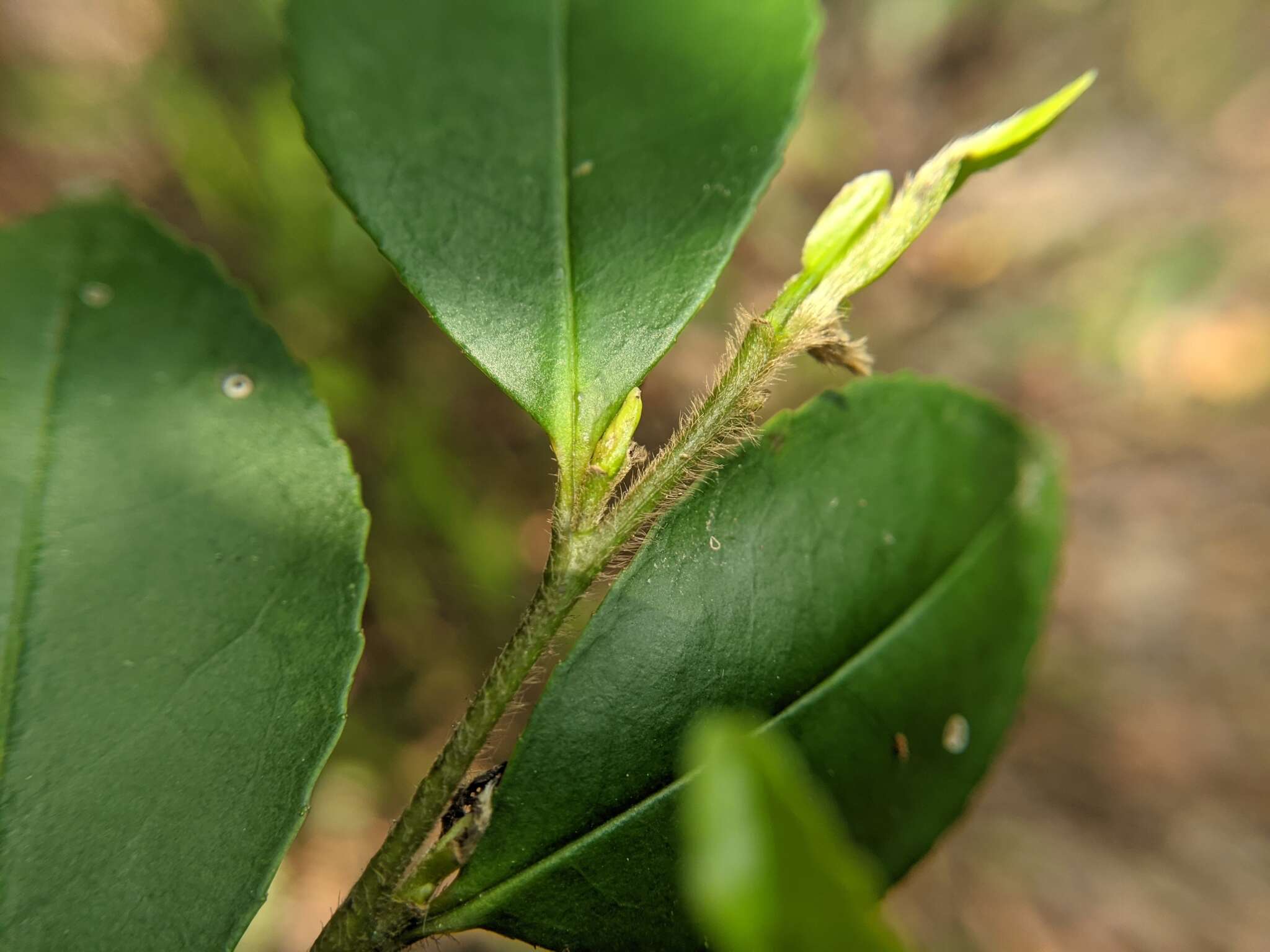 Image de Eurya leptophylla Hayata