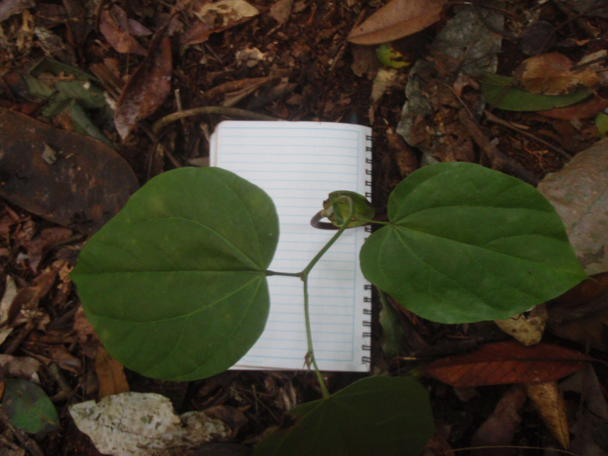 Image of Gigasiphon macrosiphon (Harms) Brenan