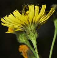 Image of New England hawkweed