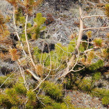 Imagem de Pinus contorta var. latifolia Engelm.