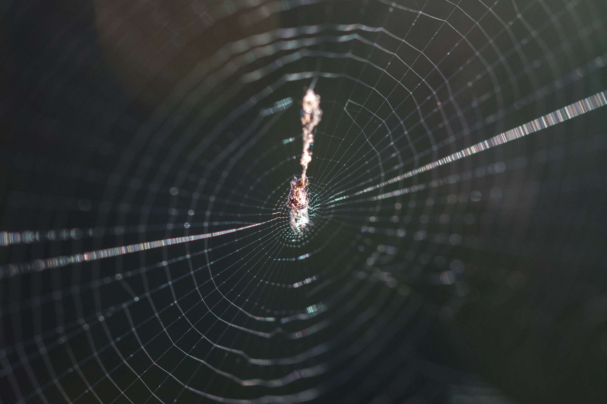 Image of Trashline orbweaver