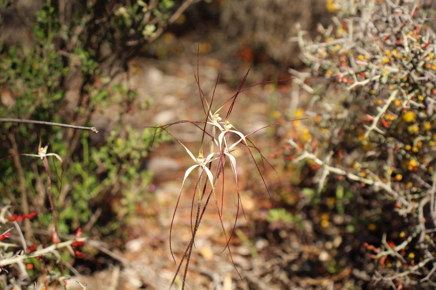 Caladenia microchila Hopper & A. P. Br. resmi