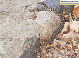 Image of Pere David's Rat Snake