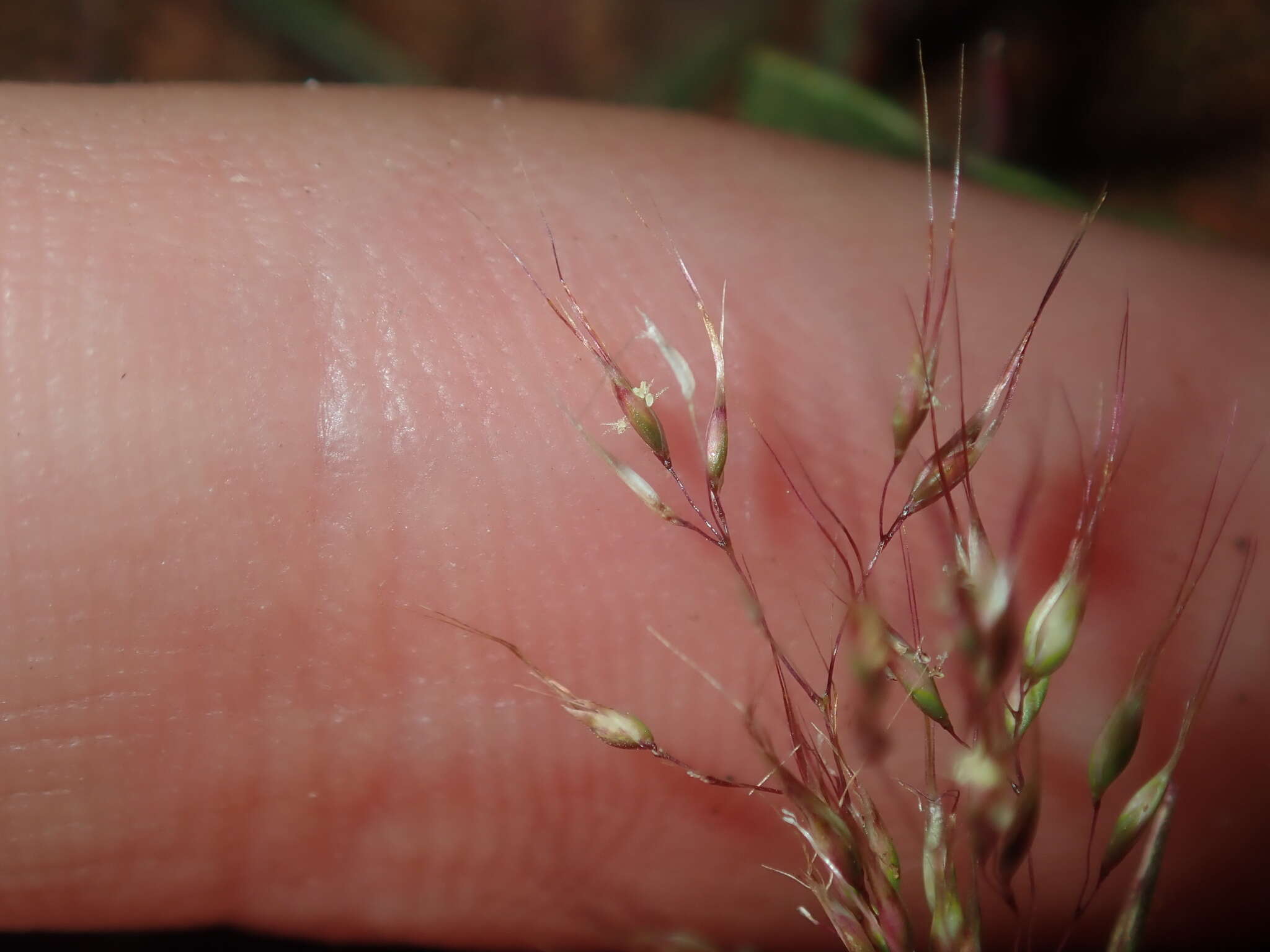 Plancia ëd Pentameris airoides (Nees) Steud.