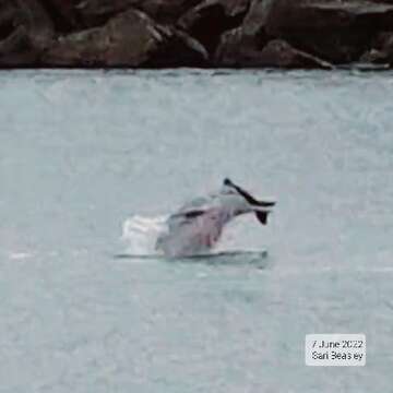 Image of Australian humpback dolphin