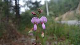 Image of Graham's ticktrefoil