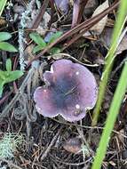 صورة Russula murrillii Burl. 1913