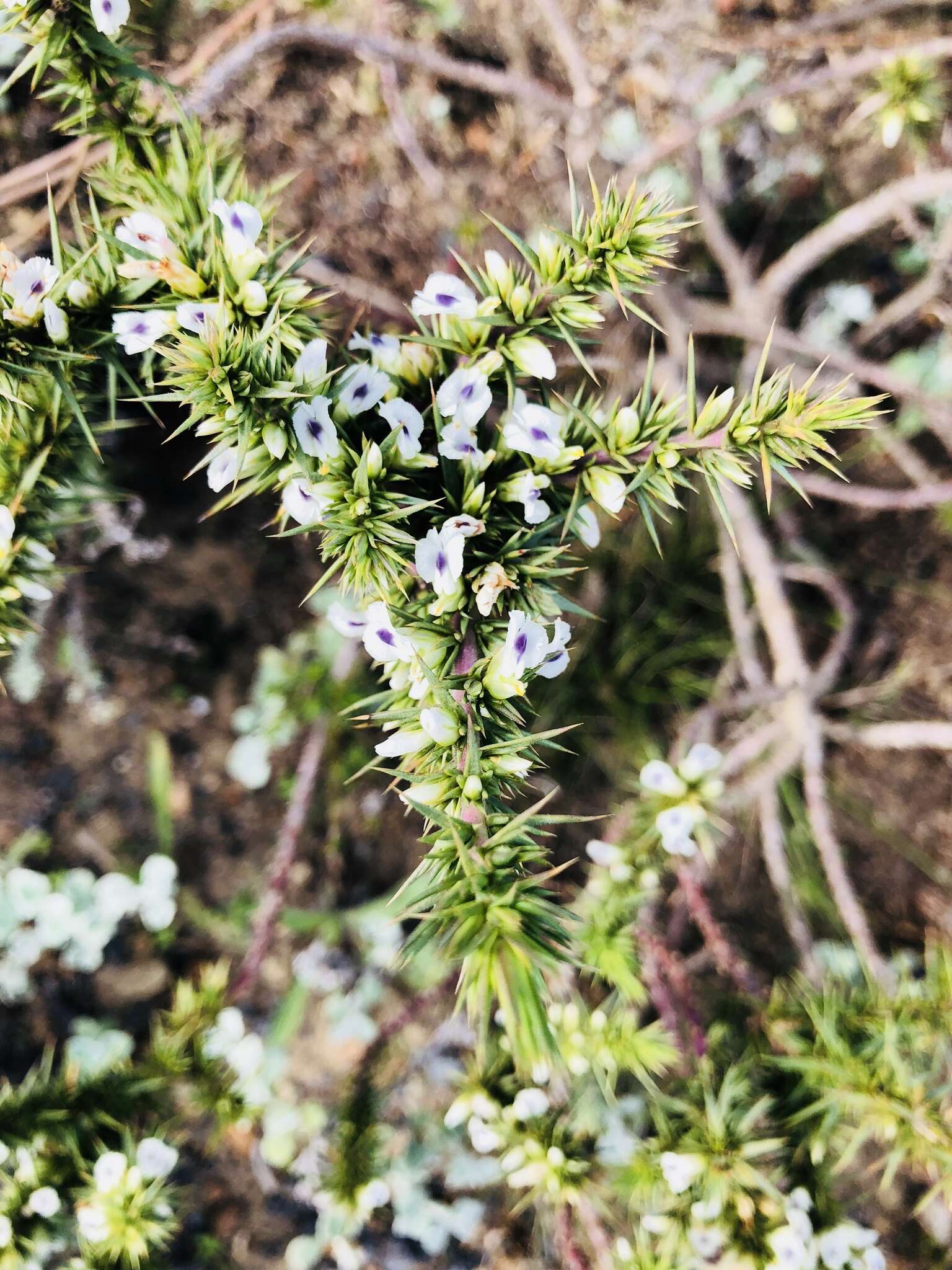 Image of Muraltia ononidifolia Eckl. & Zeyh.