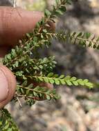 Image of Thryptomene oligandra F. Müll.