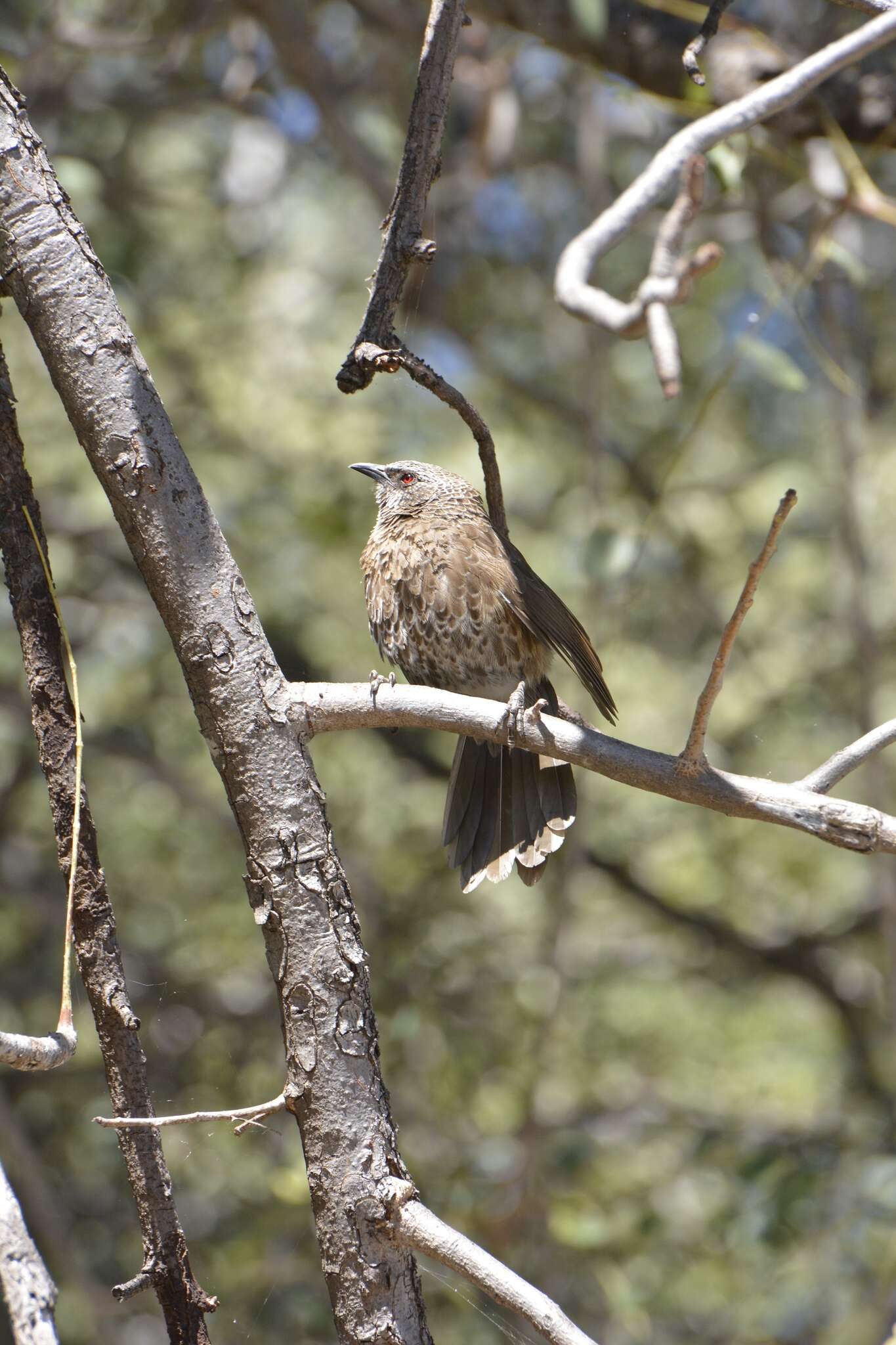 Image of Hartlaub's Babbler