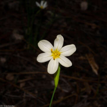 Image of Sisyrinchium cholewae Espejo, López-Ferr. & Ceja