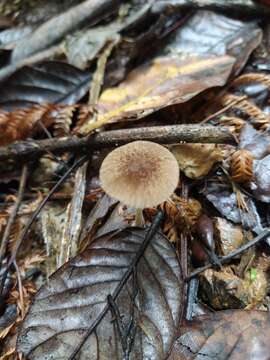 Image of Simocybe phlebophora E. Horak 1980