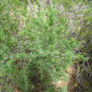 Image of Asparagus burchellii Baker