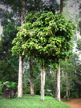 Image of <i>Placodiscus amaniensis</i> Radlk.