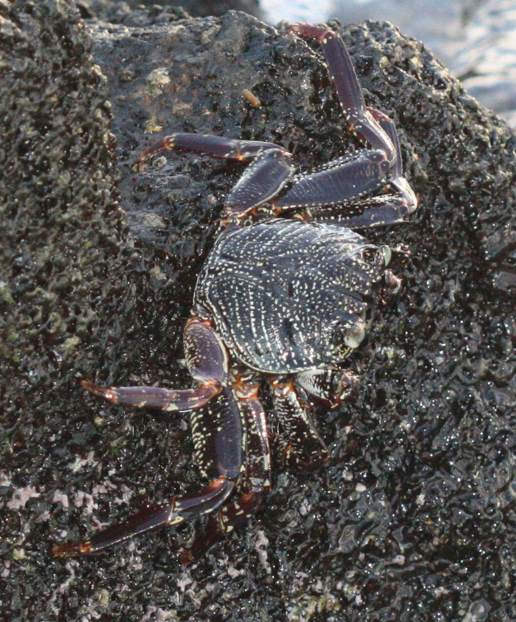 Image of Natal lightfoot crab