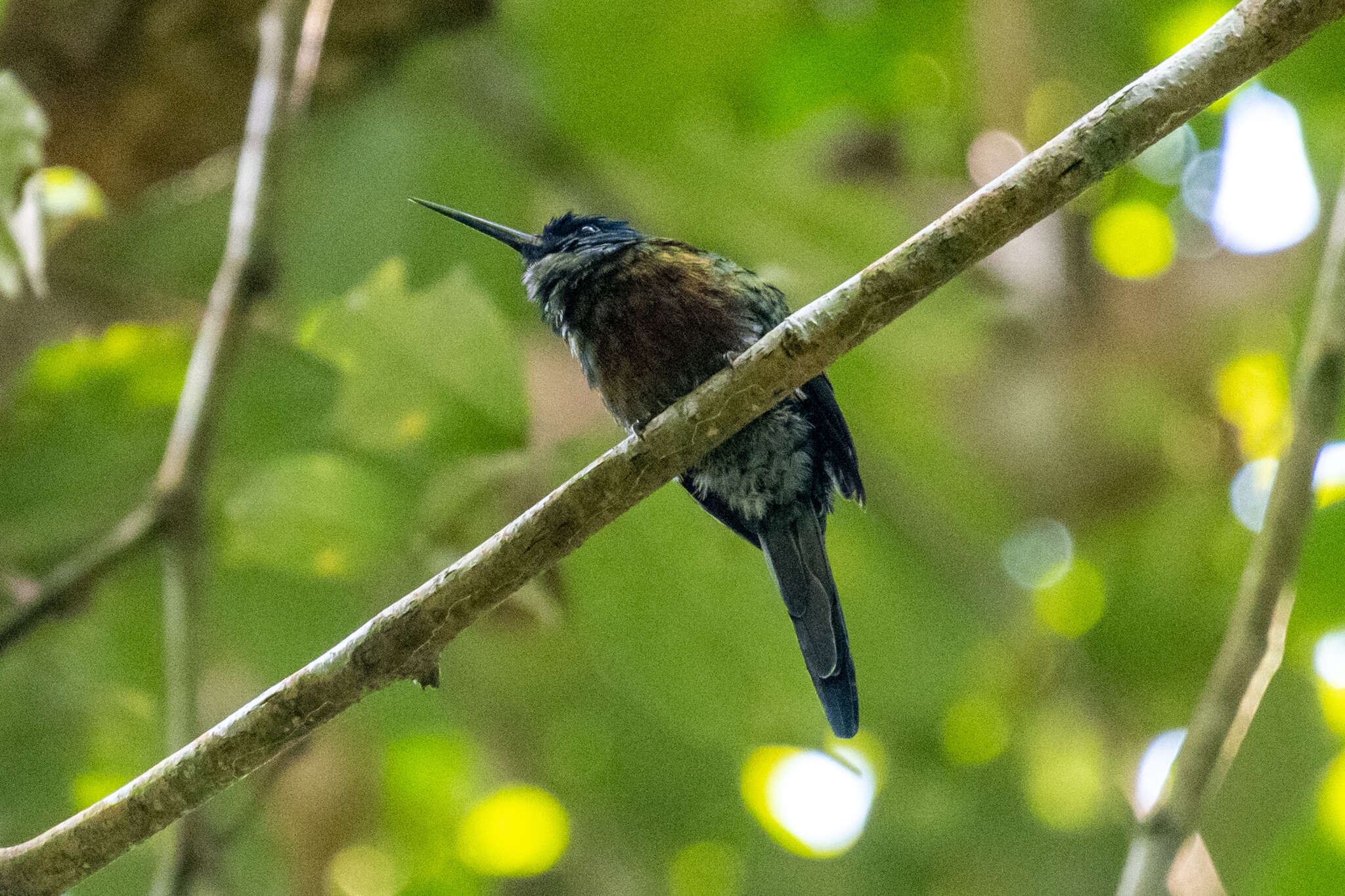 Image of Purplish Jacamar