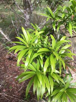 Image of Podocarpus oleifolius D. Don