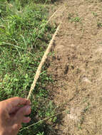 Image of Long-Spike Fluff Grass