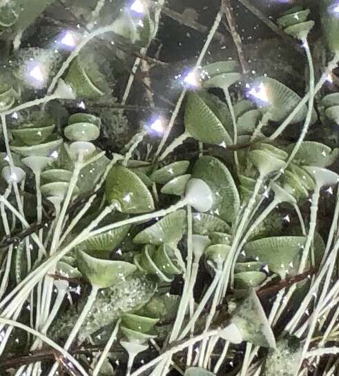 Image of Acetabularia crenulata