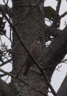 Image of Altai Accentor