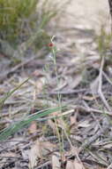 Calochilus paludosus R. Br.的圖片