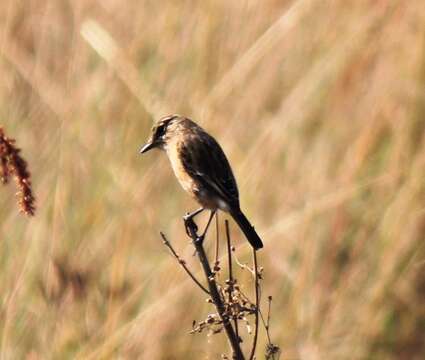 Image of Saxicola torquatus torquatus (Linnaeus 1766)