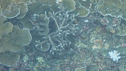 Image of Small base staghorn coral