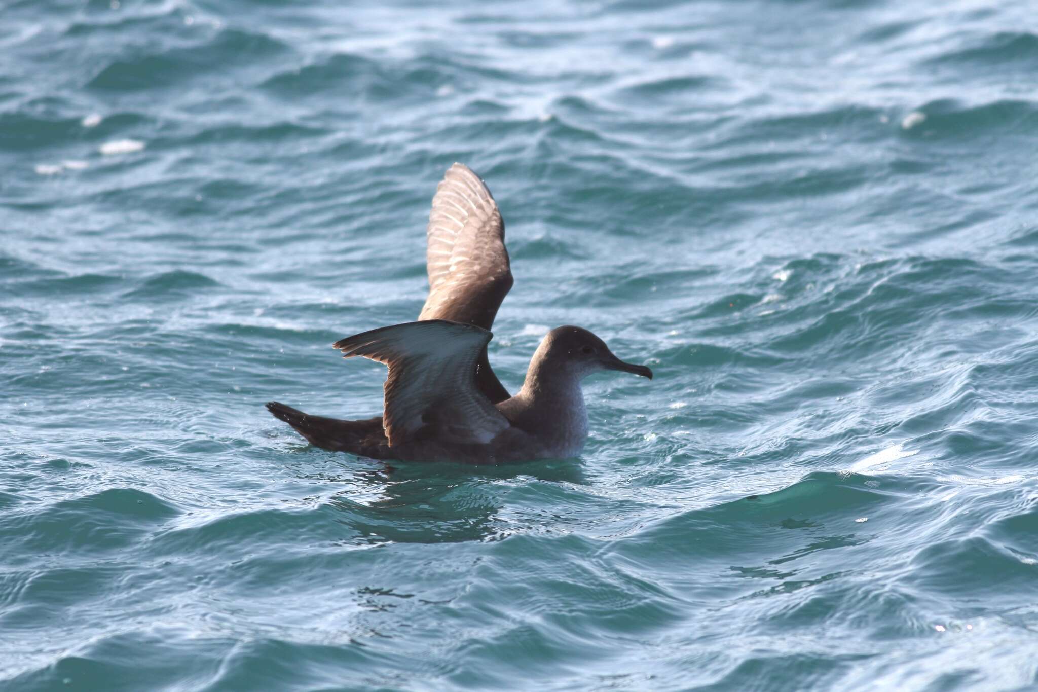 Image of Balearic Shearwater