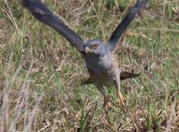 Image of African Cuckoo-Falcon