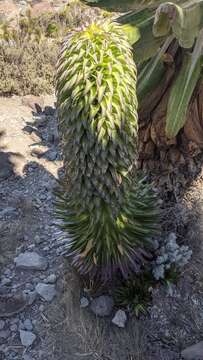 Imagem de Lobelia deckenii subsp. deckenii