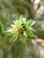 Image of Smallanthus siegesbeckius (DC.) H. Rob.