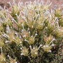 Image of Thymus membranaceus Boiss.