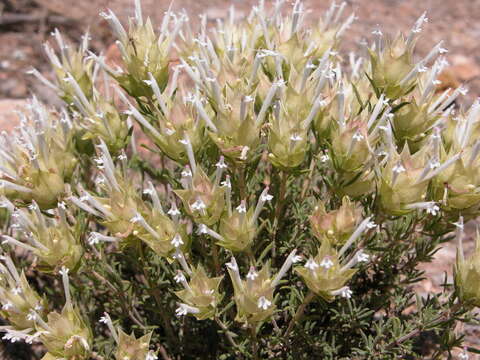 Image of Thymus membranaceus Boiss.