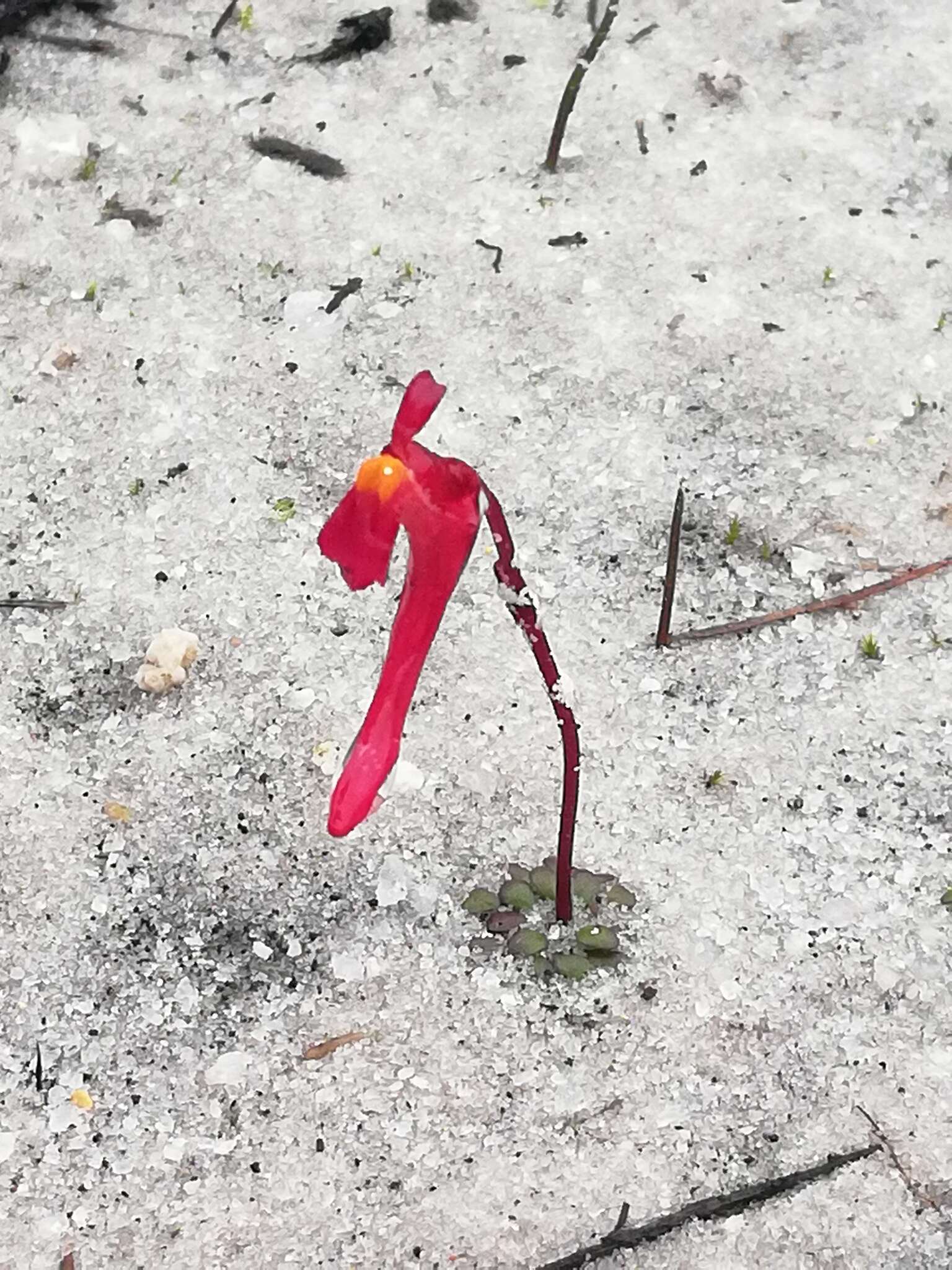 Image of Utricularia menziesii R. Br.