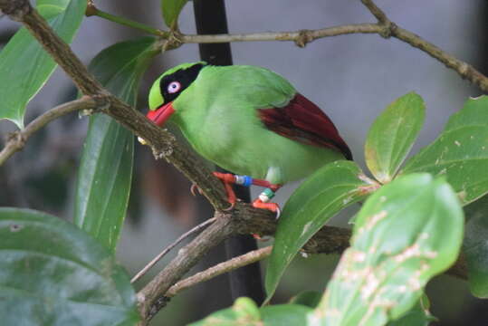 Image of Bornean Green Magpie