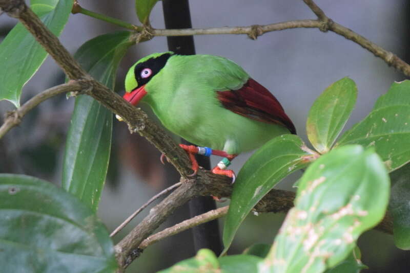 Image of Bornean Green Magpie