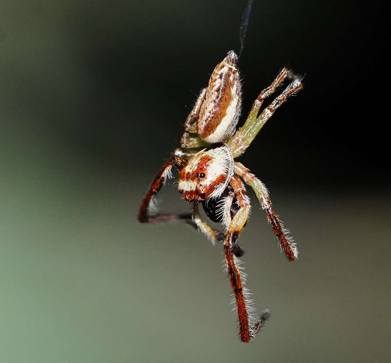 Image de Opisthoncus abnormis L. Koch 1881