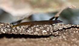 Sphaerodactylus dimorphicus Fong & Diaz 2004 resmi