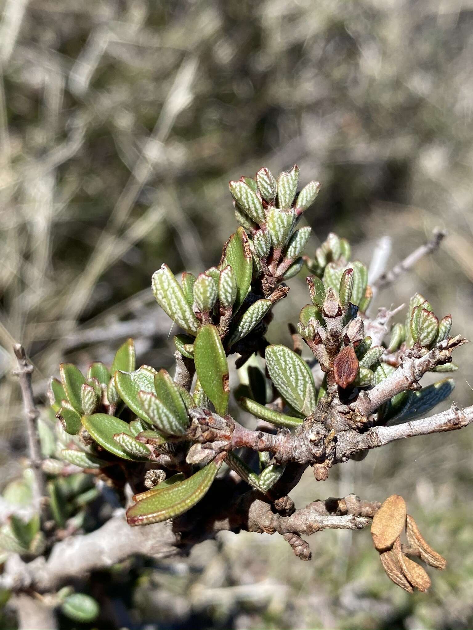 Image of Pine Hill buckbrush