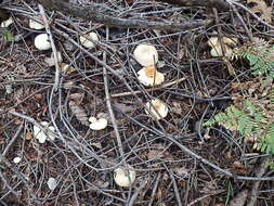 Image of Clitocybe phyllophila (Pers.) P. Kumm.