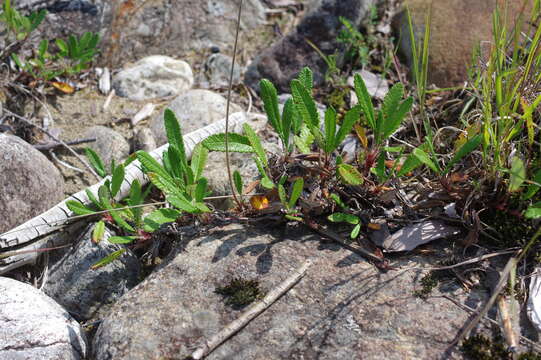 Слика од Dryas grandis Juz.