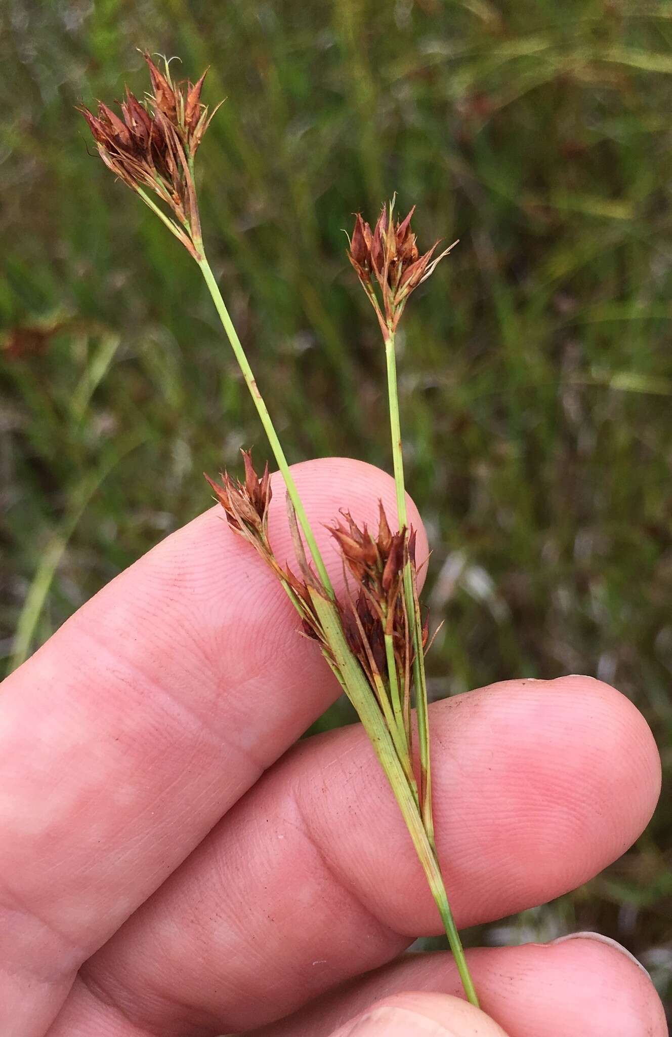 Rhynchospora fascicularis (Michx.) Vahl的圖片