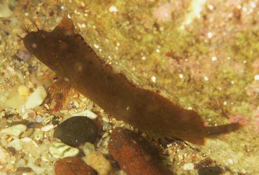 Image of Large-nose weedfish