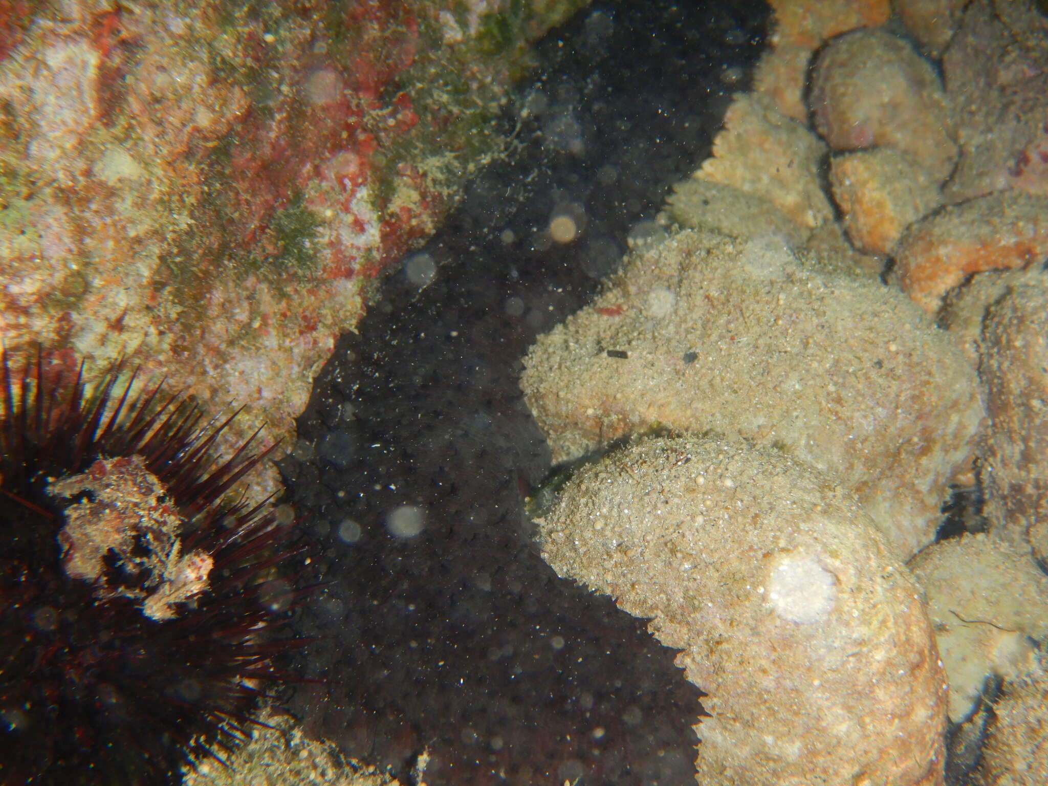 Image of Holothuria subgen. Platyperona Rowe 1969