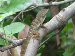 Imagem de Anolis gundlachi Peters 1877