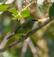 صورة Ixothraupis punctata (Linnaeus 1766)