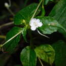 Image of Impatiens platypetala subsp. nematoceras (Miq.) Steen.